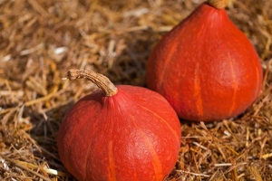 Kürbis Pottimarron